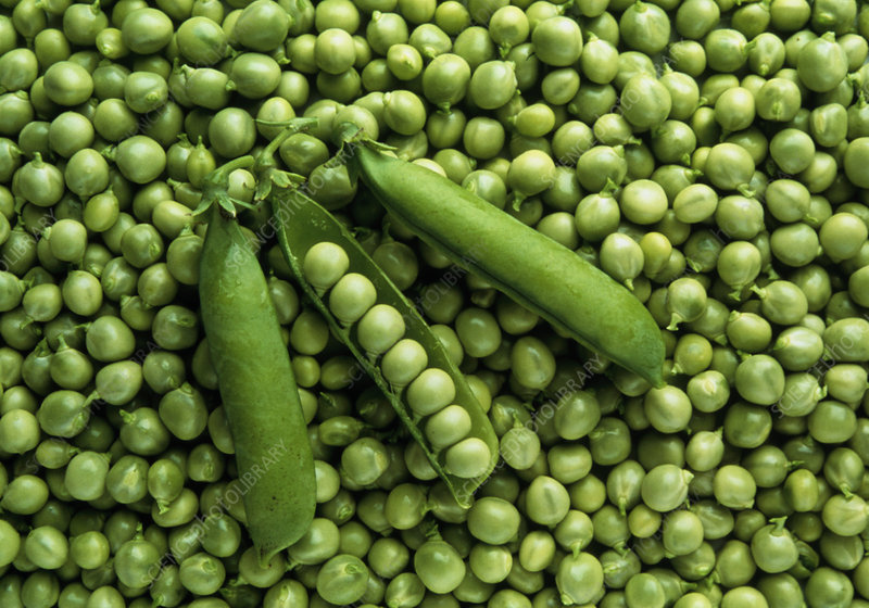 Garden peas