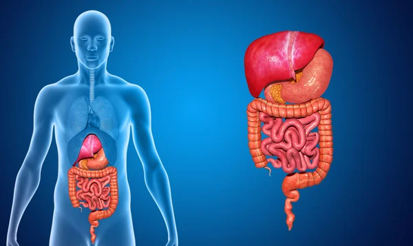 wellhealthorganic.com simple ways to improve digestive system in hindi